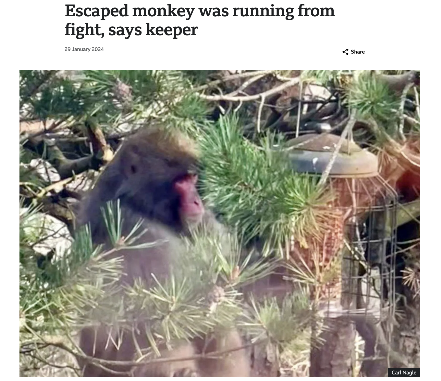17 Times Bad Monkeys Made the News